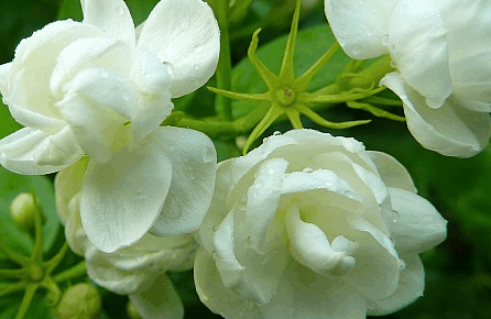 茉莉花 茉莉花